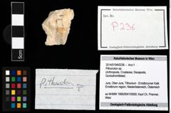 Foto (Objekt + Etikett) von Pithonoton sp.  (NHMW-GEO-2014-0194-0236)